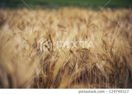 Dry barley wheat agriculture field ingredient for bread grain cultivated in produce agricultural. Golden field pasture farmland. Barley Ripe barleys on evening sunset. cultivated natural farmland Dry barley wheat agriculture field ingredient for bread grain cultivated in produce agricultural. Golden field pasture farmland. Barley Ripe barleys on evening sunset. cultivated natural farmland 129748327