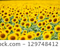Sunflower field spreading to one side 129748412