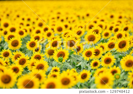 Sunflower field spreading to one side 129748412