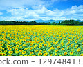 Sunflower field spreading to the blue sky and one side 129748413