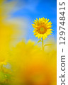 Sunflower blooming in the summer sky 129748415