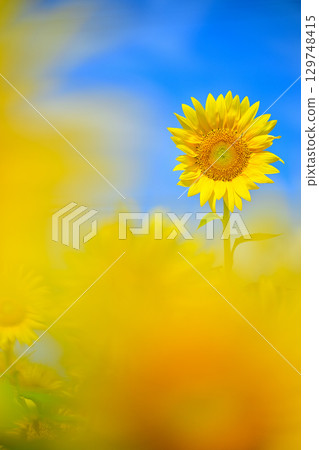 Sunflower blooming in the summer sky Sunflower blooming in the summer sky 129748415