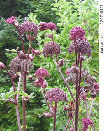 A unique and striking perennial plant of the Umbelliferae family, "Angelica gigas": Full view A unique and striking perennial plant of the Umbelliferae family, "Angelica gigas": Full view 129748491
