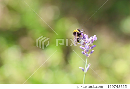 A close-up of a bumblebee gathering nectar from a purple lavender flower against a soft, green background. A close-up of a bumblebee gathering nectar from a purple lavender flower against a soft, green background. 129748835