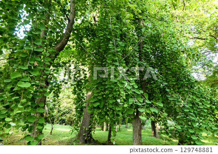 岩手縣盛岡市高松池的垂枝紫藤景觀 129748881