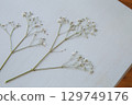 Pressed Gypsophila | Simple flower material on white background 129749176