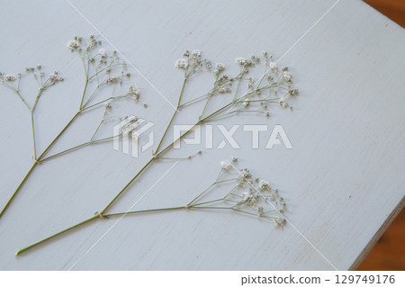 Pressed Gypsophila | Simple flower material on white background 129749176