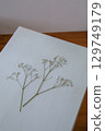 Pressed Gypsophila | Simple flower material on white background 129749179