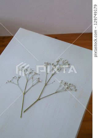 Pressed Gypsophila | Simple flower material on white background 129749179