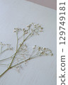 Pressed Gypsophila | Simple flower material on white background 129749181