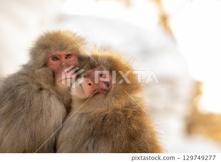 兩隻猴子分享溫暖 129749277