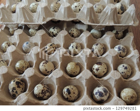 quail eggs lying in paper trays in large cells, selected for incubation, laying out small speckled eggs of domestic quails in open cardboard containers for storage or sale quail eggs lying in paper trays in large cells, selected for incubation, laying out small speckled eggs of domestic quails in open cardboard containers for storage or sale 129749281