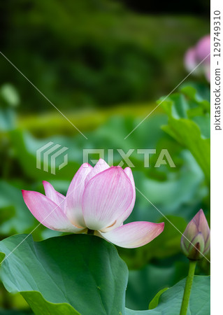 Pink Oga lotus scenery 129749310