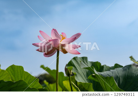 Pink Oga lotus scenery 129749311