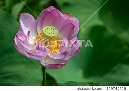 粉紅色大鹿蓮花風景 129749326