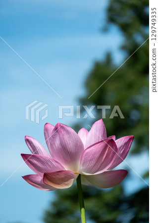 粉紅色大鹿蓮花風景 129749335