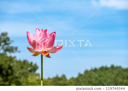 粉紅色大鹿蓮花風景 粉紅色大鹿蓮花風景 129749344