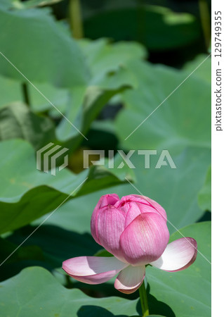 粉紅色大鹿蓮花風景 129749355