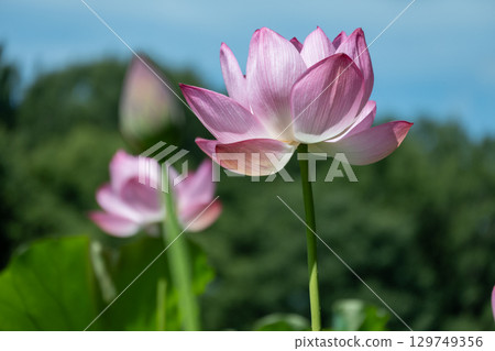 粉紅色大鹿蓮花風景 129749356