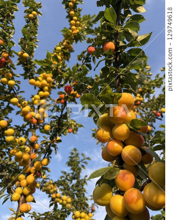 Plum harvest. The tree branches are covered with yellow apricot plums and green leaves. The blue sky contrasts with the yellow plums on the branches. Plum harvest. The tree branches are covered with yellow apricot plums and green leaves. The blue sky contrasts with the yellow plums on the branches. 129749618