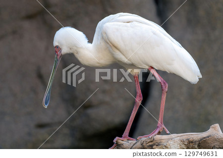 White African spoonbill with striking pink legs and a distinctive long beak, perched gracefully on a branch while observing its surroundings 129749631