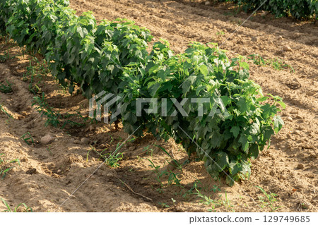 Rows of blackcurrant saplings in an open-air nursery Rows of blackcurrant saplings in an open-air nursery 129749685