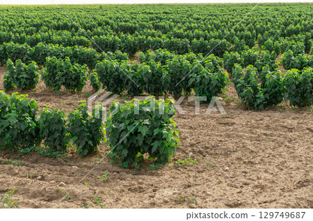 Rows of blackcurrant saplings in an open-air nursery Rows of blackcurrant saplings in an open-air nursery 129749687
