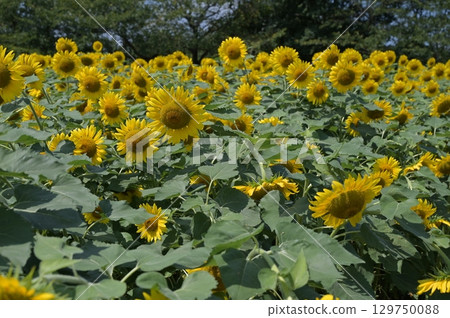夏季花卉景觀向日葵田 129750088