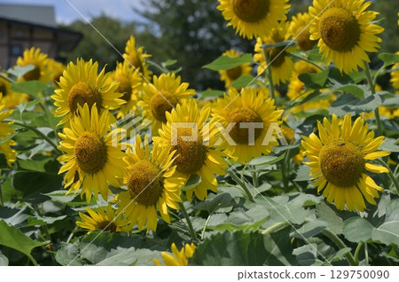 開花往太陽的向日葵 開花往太陽的向日葵 129750090