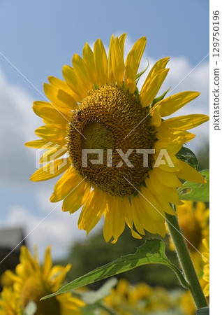 開花往太陽的向日葵 129750196