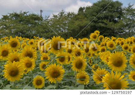 Landscape with summer flowers 129750197