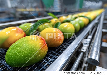 Fresh mangoes moving on conveyor belt in food processing plant Fresh mangoes moving on conveyor belt in food processing plant 129750273