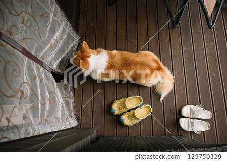 Corgi exploring the balcony near colorful footwear and sheer curtains on a sunny day 129750329