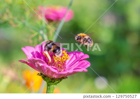 Bumblebees pollinate flowers. One in flight. 129750527