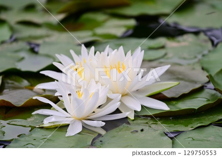 White water lily 129750553