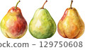 Three Watercolor Pears 129750608