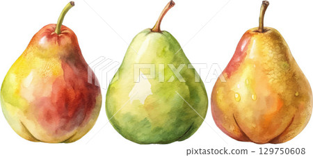 Three Watercolor Pears Three Watercolor Pears 129750608