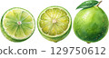 Fresh Limes Watercolor 129750612