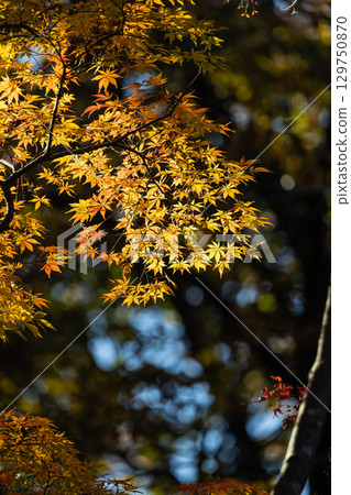 國立武藏山森林公園的秋葉 129750870