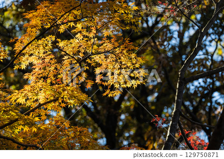 國立武藏山森林公園的秋葉 國立武藏山森林公園的秋葉 129750871