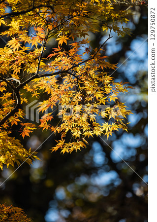 Autumn leaves of National Musashi Hills Forest Park Autumn leaves of National Musashi Hills Forest Park 129750872