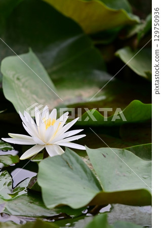 White water lily 129750936