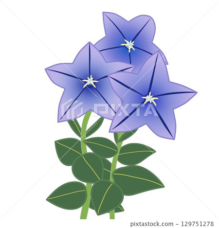 風鈴花的插圖 129751278