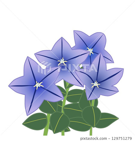 風鈴花的插圖 129751279