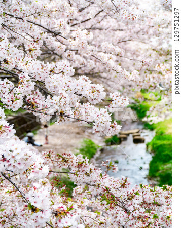 Spring stream and cherry blossoms in full bloom along the waterside 129751297