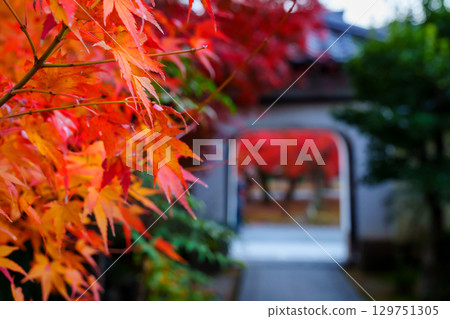 Jisein Temple of Tenryuji Temple surrounded by autumn leaves 129751305
