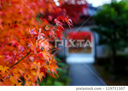 Jisein Temple of Tenryuji Temple surrounded by autumn leaves 129751307