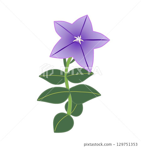 Illustration of bellflower flower 129751353