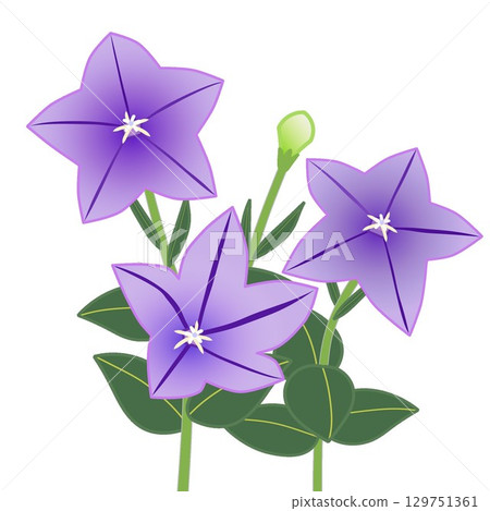 風鈴花的插圖 129751361