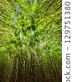 Bamboo forest 129751380